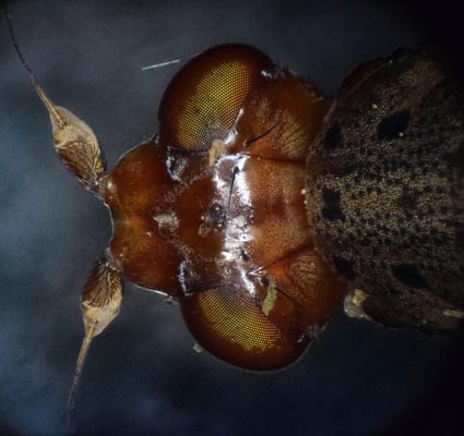 Fly head with 5x BD epi-darkfield